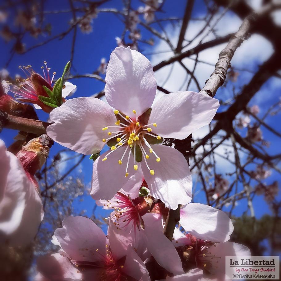 almendros-madrid